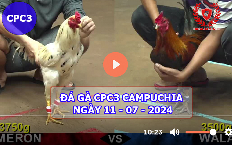 Video đá gà CPC3 ngày 11-07-2024