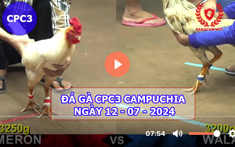 Video đá gà CPC3 ngày 12-07-2024