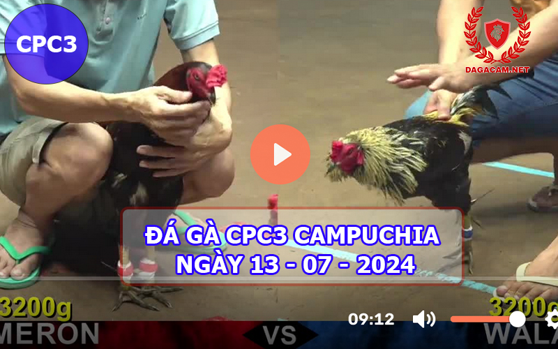 Video đá gà CPC3 ngày 13-07-2024