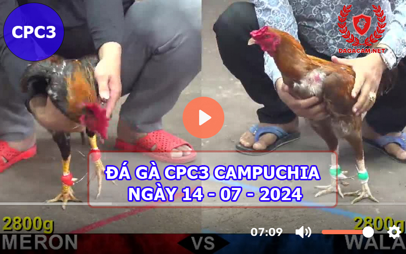 Video đá gà CPC3 ngày 14-07-2024