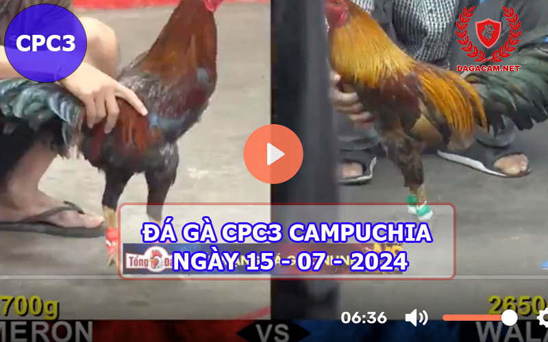 Video đá gà CPC3 ngày 15-07-2024