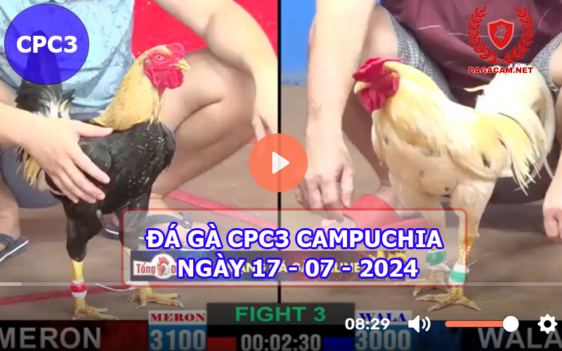 Video đá gà CPC3 ngày 17-07-2024