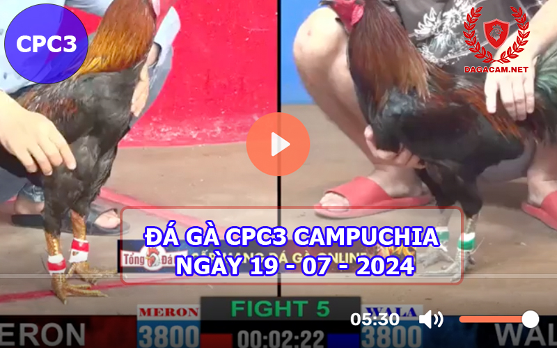 Video đá gà CPC3 ngày 19-07-2024