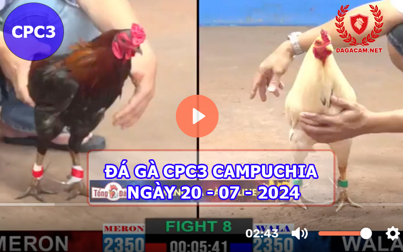 Video đá gà CPC3 ngày 20-07-2024