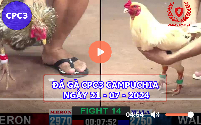 Video đá gà CPC3 ngày 21-07-2024