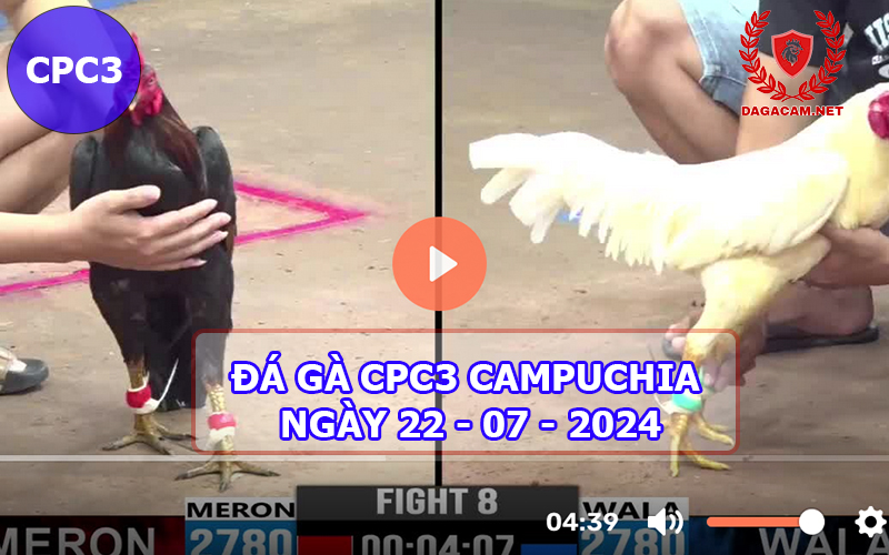 Video đá gà CPC3 ngày 22-07-2024