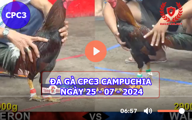 Video đá gà CPC3 ngày 25-07-2024