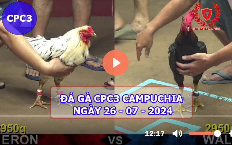 Video đá gà CPC3 ngày 26-07-2024