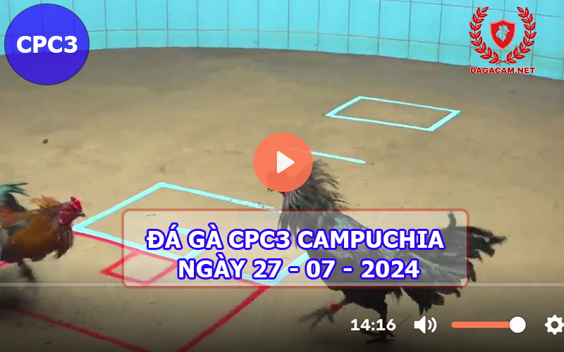 Video đá gà CPC3 ngày 27-07-2024