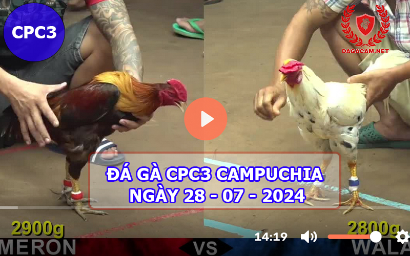 Video đá gà CPC3 ngày 28-07-2024