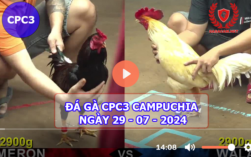 Video đá gà CPC3 ngày 29-07-2024