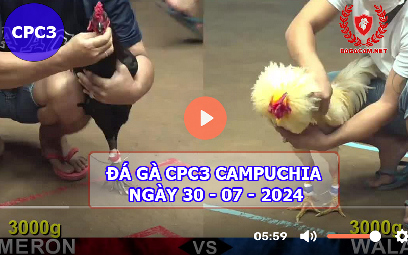 Video đá gà CPC3 ngày 30-07-2024