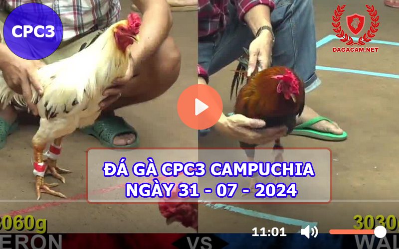 Video đá gà CPC3 ngày 31-07-2024