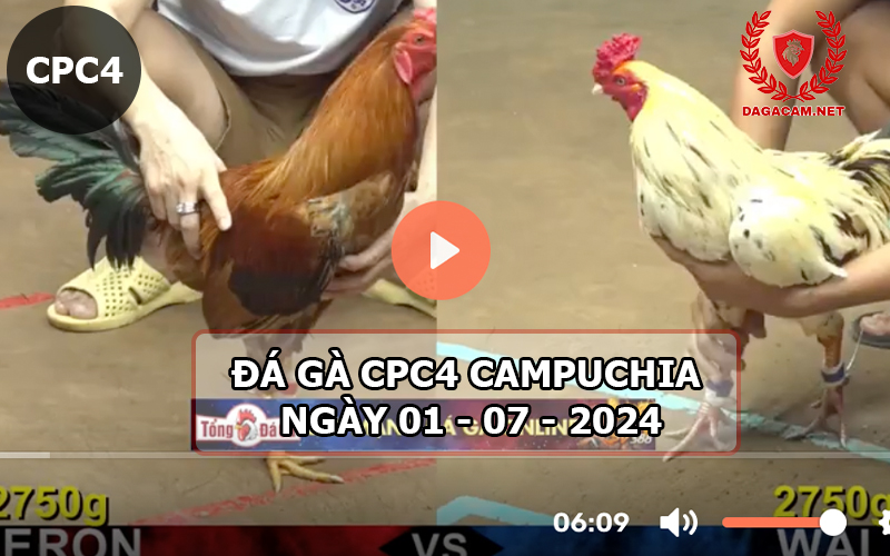 Video đá gà CPC4 ngày 01-07-2024