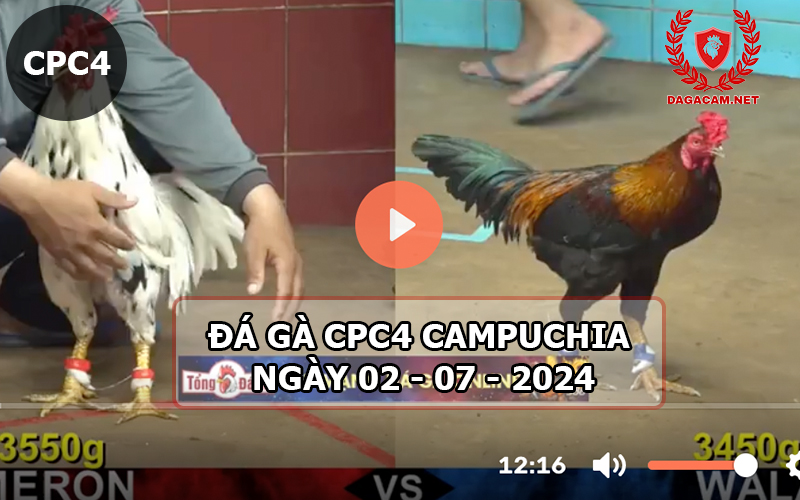 Video đá gà CPC4 ngày 02-07-2024