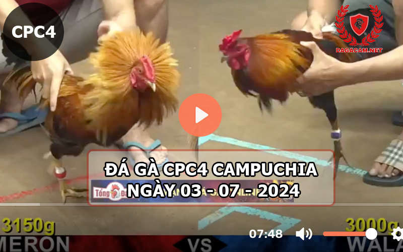 Video đá gà CPC4 ngày 03-07-2024