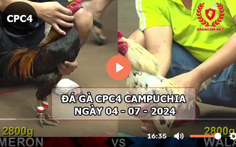 Video đá gà CPC4 ngày 04-07-2024