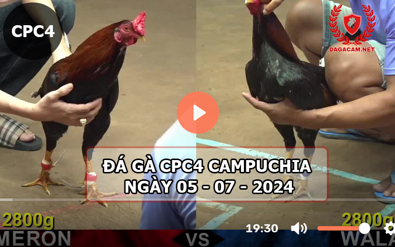 Video đá gà CPC4 ngày 05-07-2024