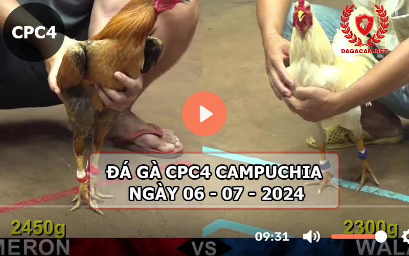 Video đá gà CPC4 ngày 06-07-2024