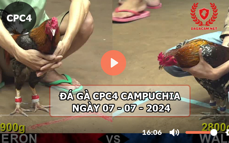 Video đá gà CPC4 ngày 07-07-2024