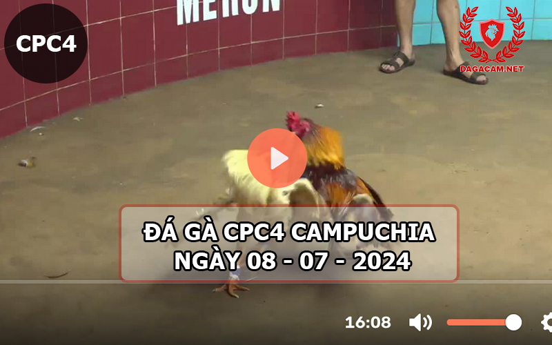 Video đá gà CPC4 ngày 08-07-2024