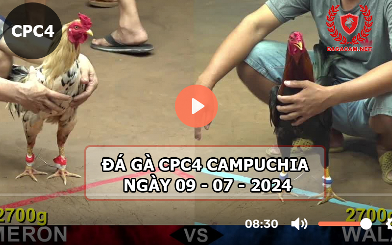 Video đá gà CPC4 ngày 09-07-2024