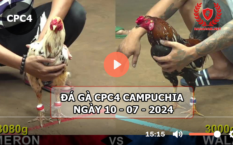 Video đá gà CPC4 ngày 10-07-2024