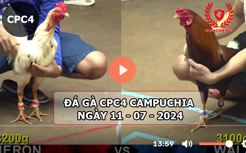 Video đá gà CPC4 ngày 11-07-2024