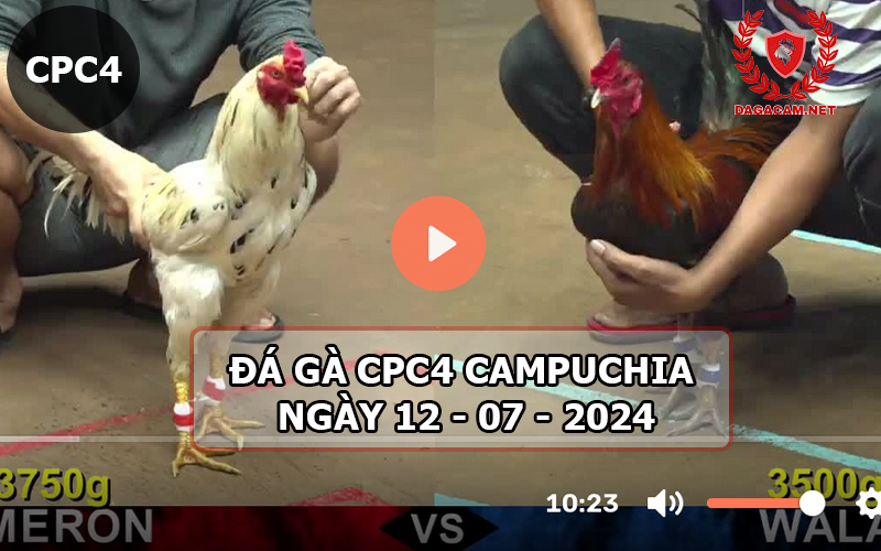 Video đá gà CPC4 ngày 12-07-2024