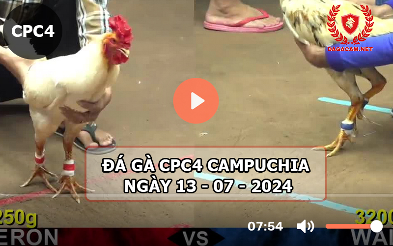 Video đá gà CPC4 ngày 13-07-2024