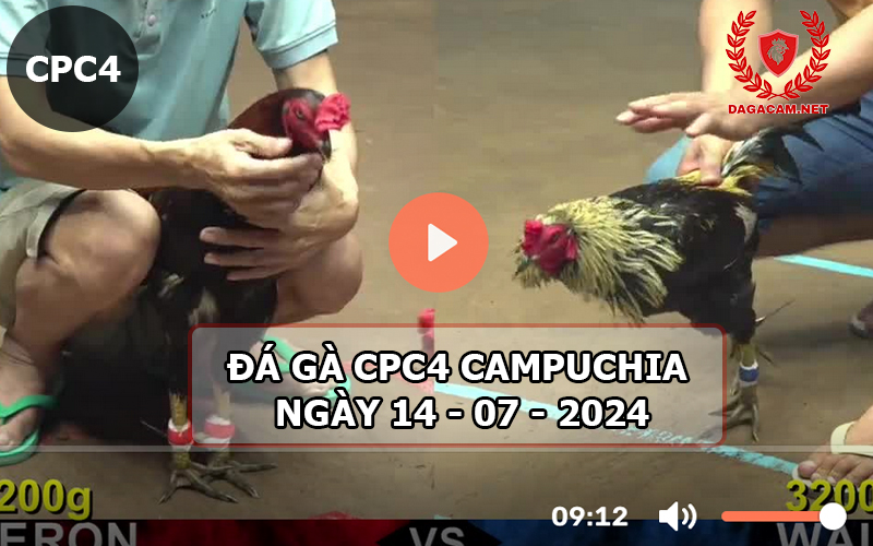 Video đá gà CPC4 ngày 14-07-2024