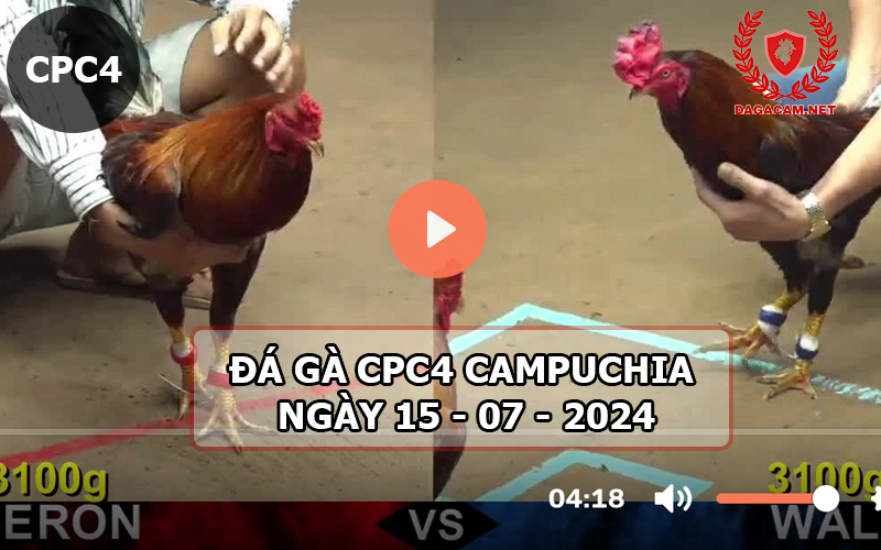 Video đá gà CPC4 ngày 15-07-2024