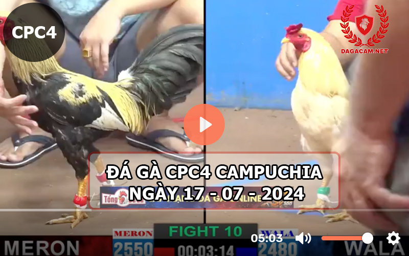 Video đá gà CPC4 ngày 17-07-2024