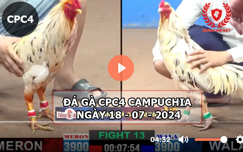 Video đá gà CPC4 ngày 18-07-2024