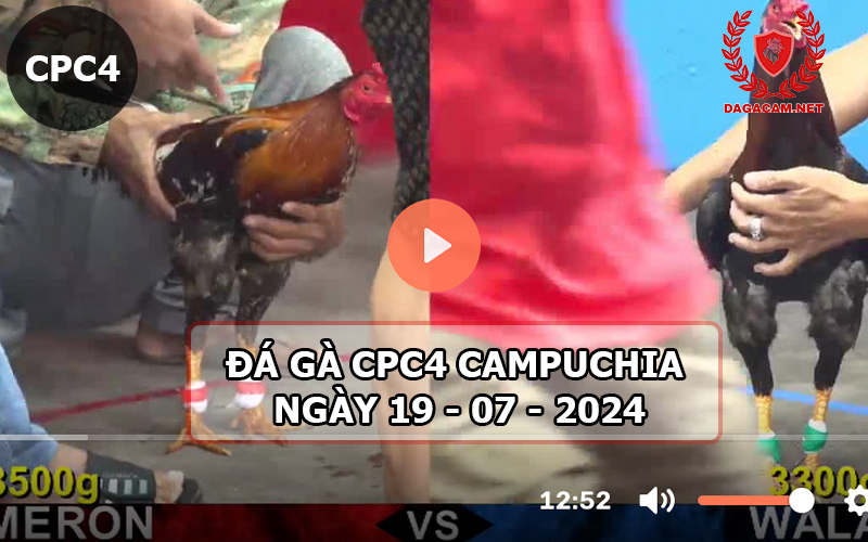 Video đá gà CPC4 ngày 19-07-2024