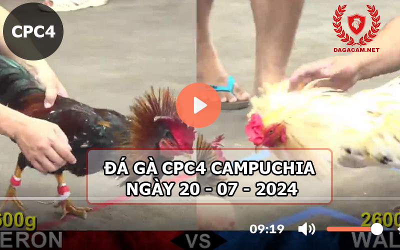 Video đá gà CPC4 ngày 20-07-2024