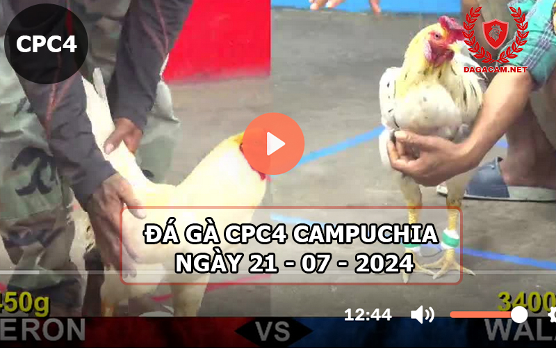 Video đá gà CPC4 ngày 21-07-2024