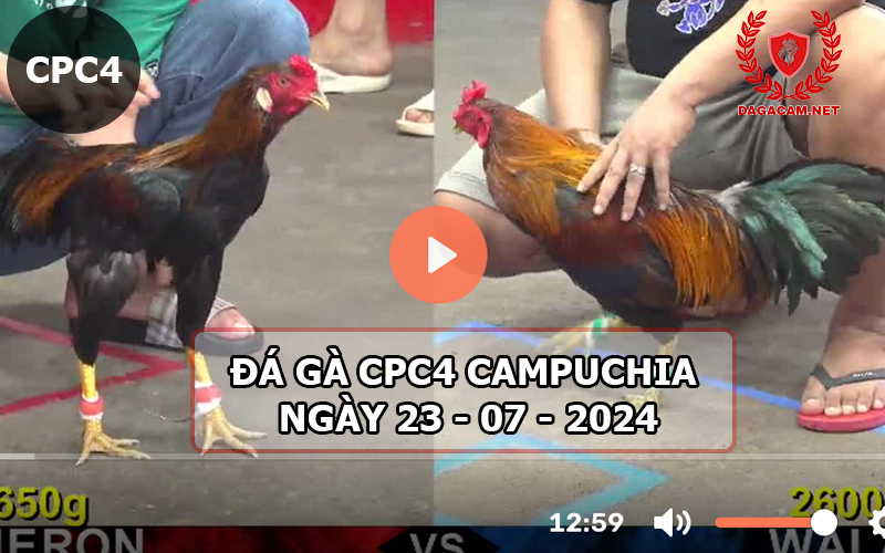 Video đá gà CPC4 ngày 23-07-2024