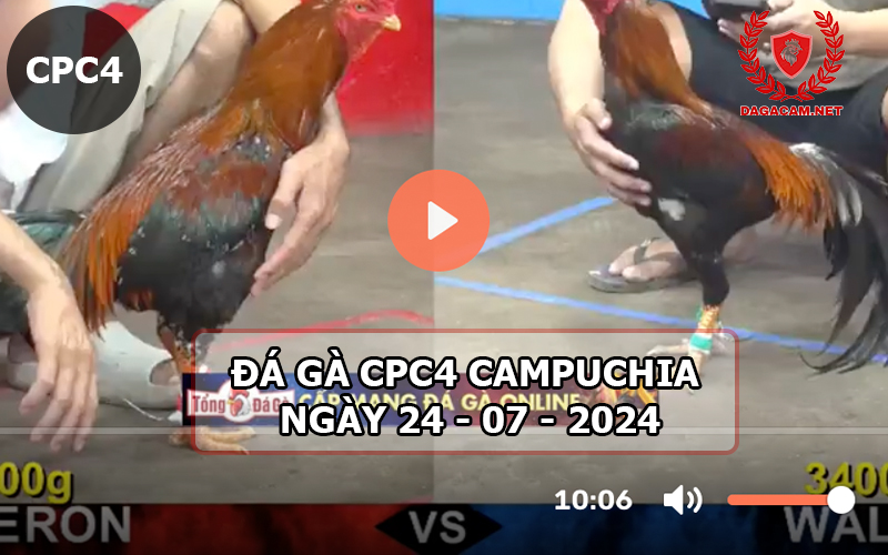 Video đá gà CPC4 ngày 24-07-2024