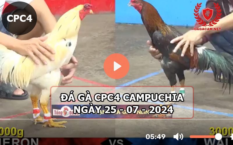 Video đá gà CPC4 ngày 25-07-2024