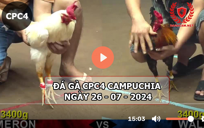 Video đá gà CPC4 ngày 26-07-2024