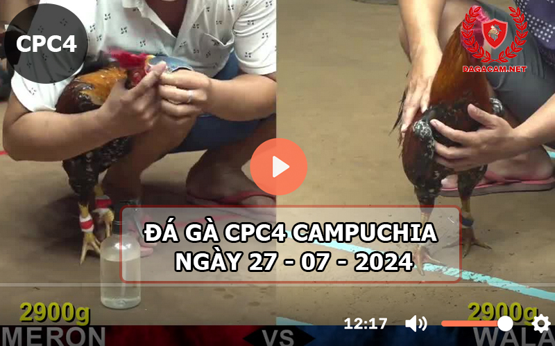 Video đá gà CPC4 ngày 27-07-2024