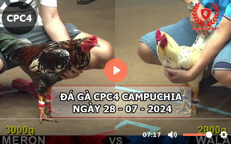 Video đá gà CPC4 ngày 28-07-2024