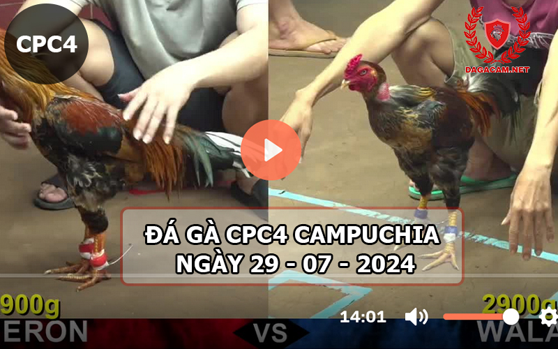 Video đá gà CPC4 ngày 29-07-2024