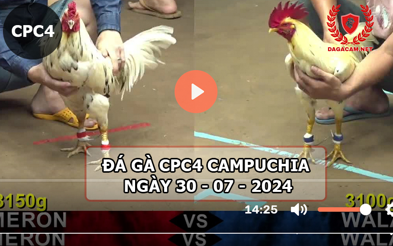 Video đá gà CPC4 ngày 30-07-2024