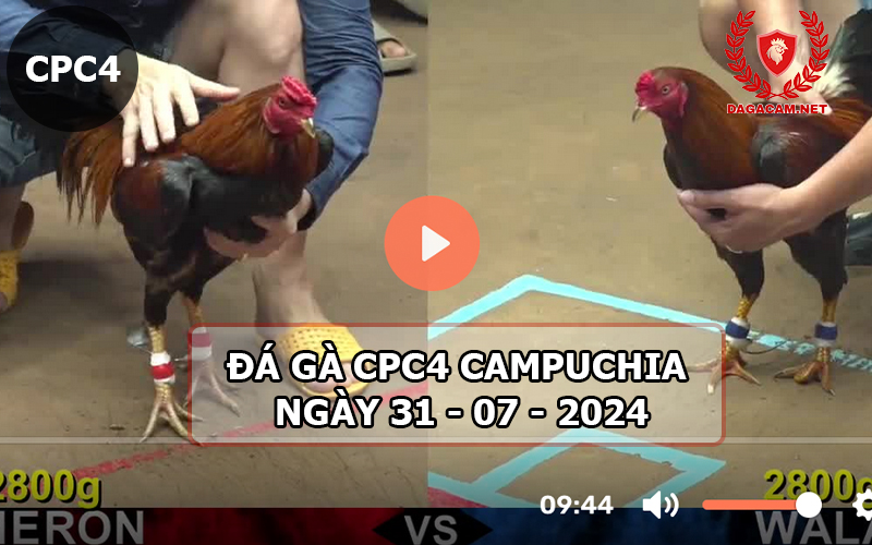 Video đá gà CPC4 ngày 31-07-2024