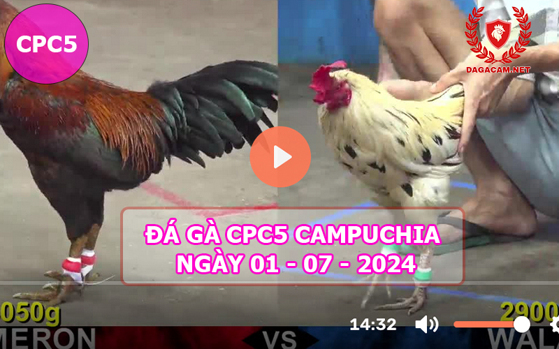 Video đá gà CPC5 ngày 01-07-2024