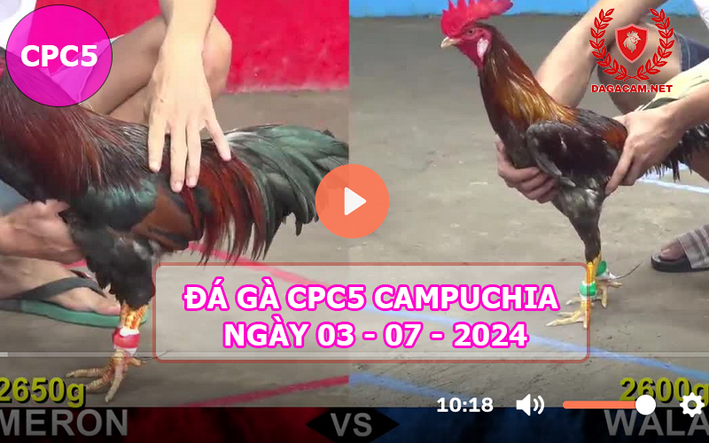 Video đá gà CPC5 ngày 03-07-2024