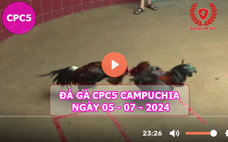 Video đá gà CPC5 ngày 05-07-2024