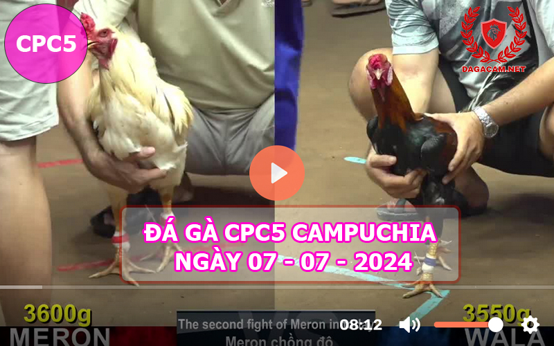 Video đá gà CPC5 ngày 07-07-2024